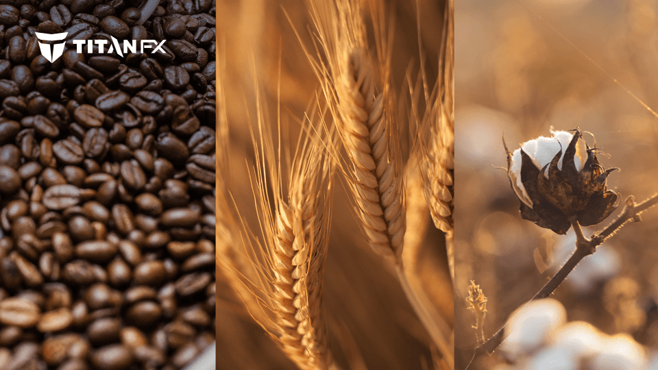 ソフトコモディティ取扱い開始